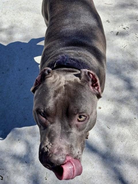 ZOE, Adoptable, Adult Female Staffordshire Bull Terrier.