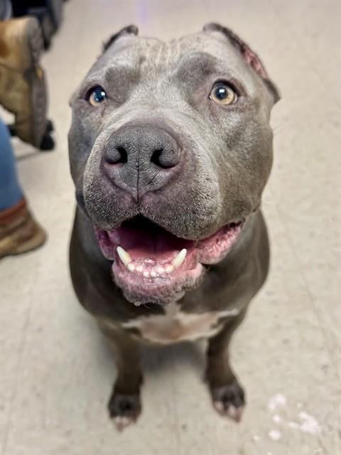 ZOE, Adoptable, Adult Female Staffordshire Bull Terrier.