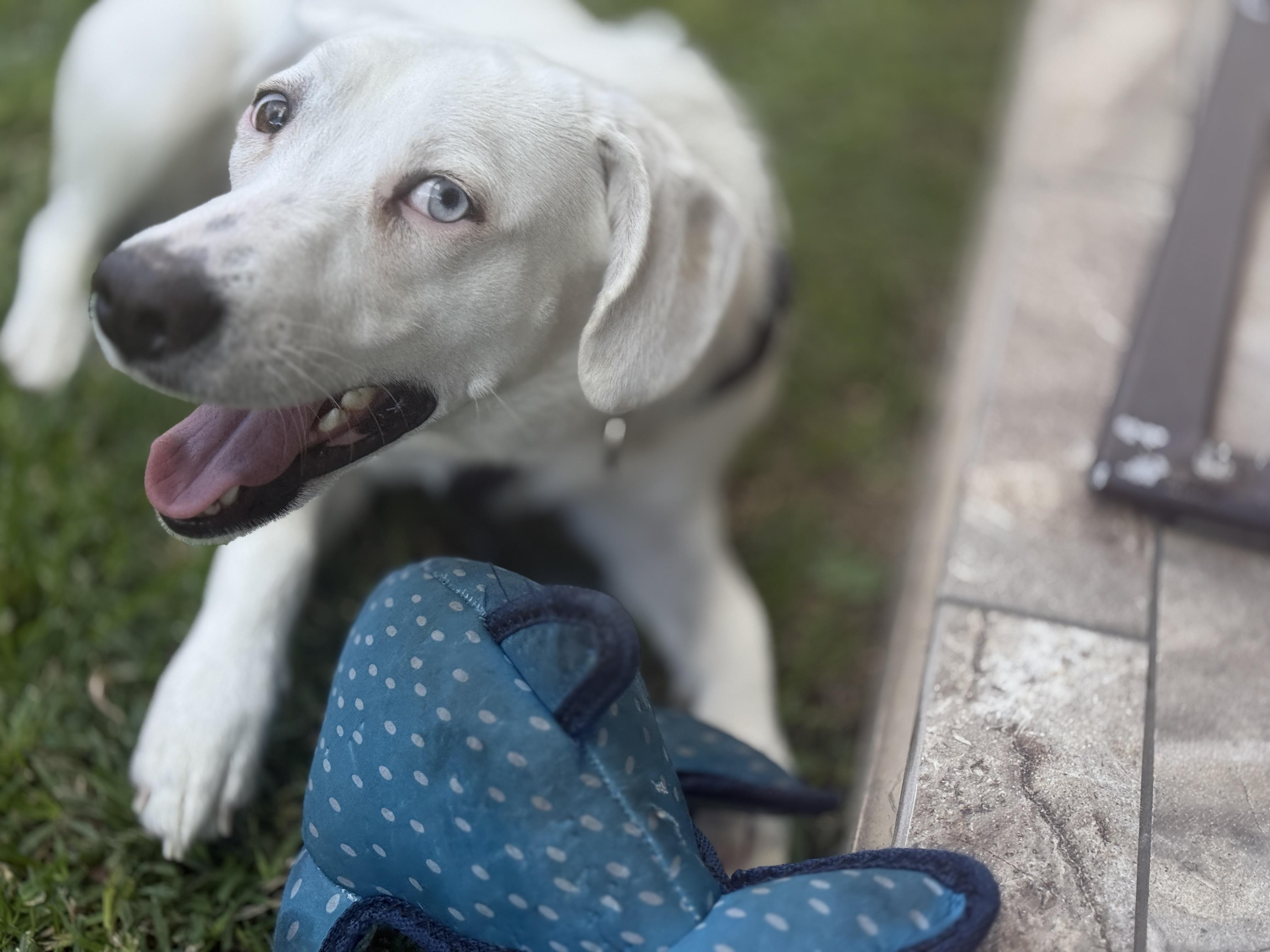 Pearl, an adopted mixed breed in Richmond, TX image 3/6