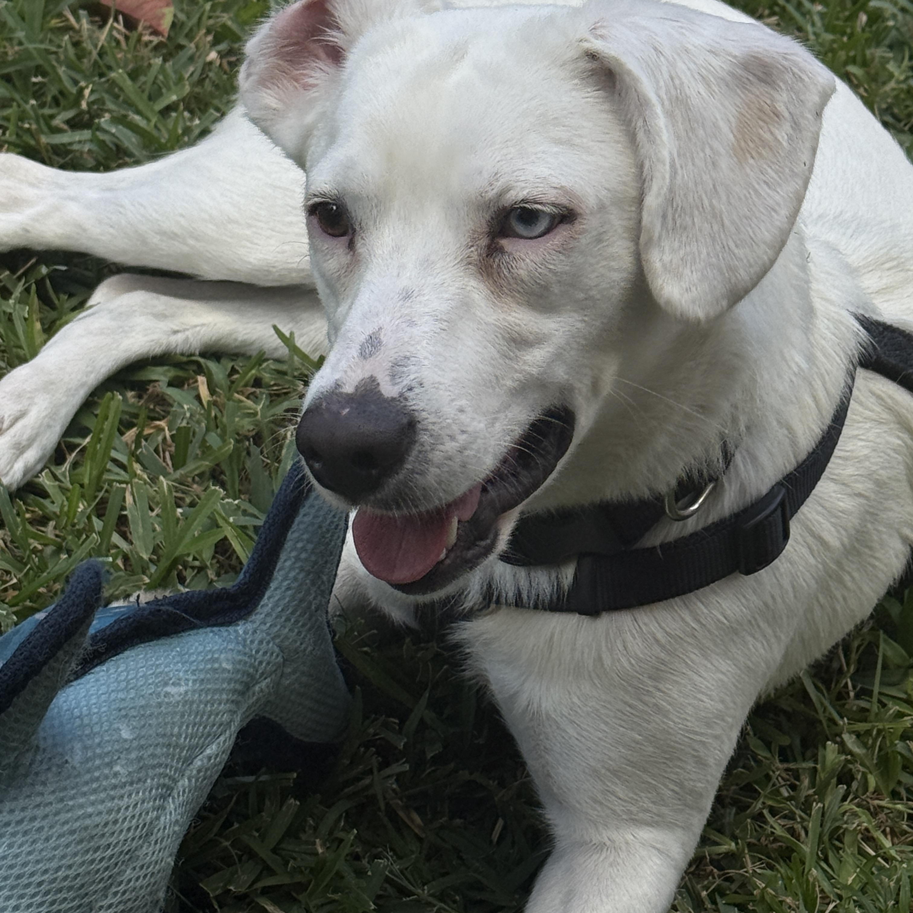 Pearl, an adopted mixed breed in Richmond, TX image 6/6