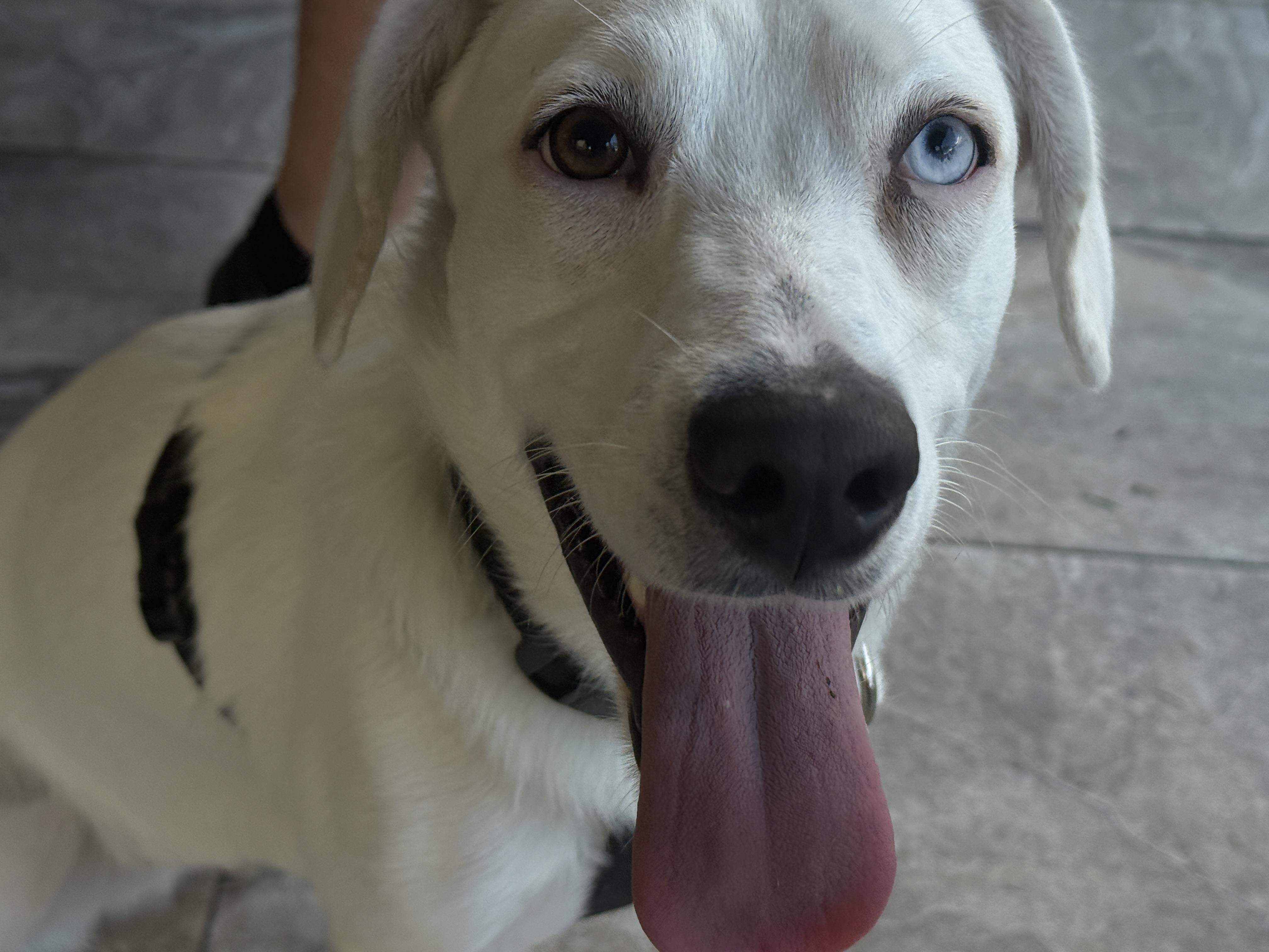 Pearl, an adopted mixed breed in Richmond, TX image 4/6