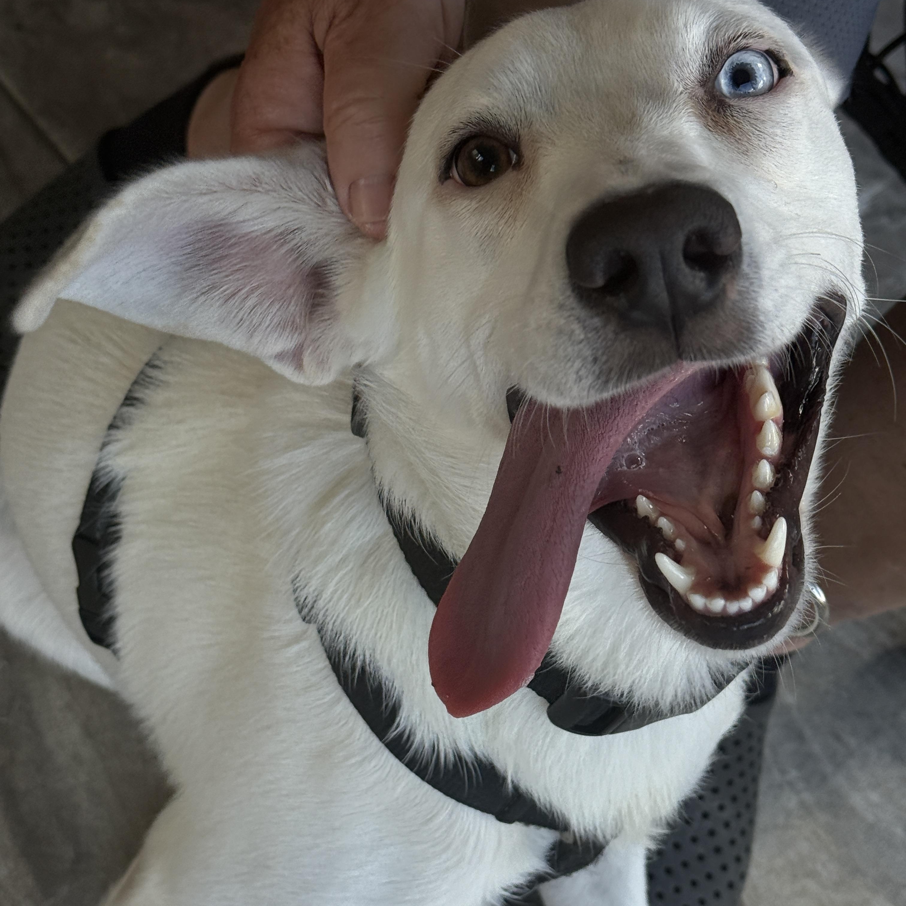 Pearl, an adopted mixed breed in Richmond, TX image 5/6