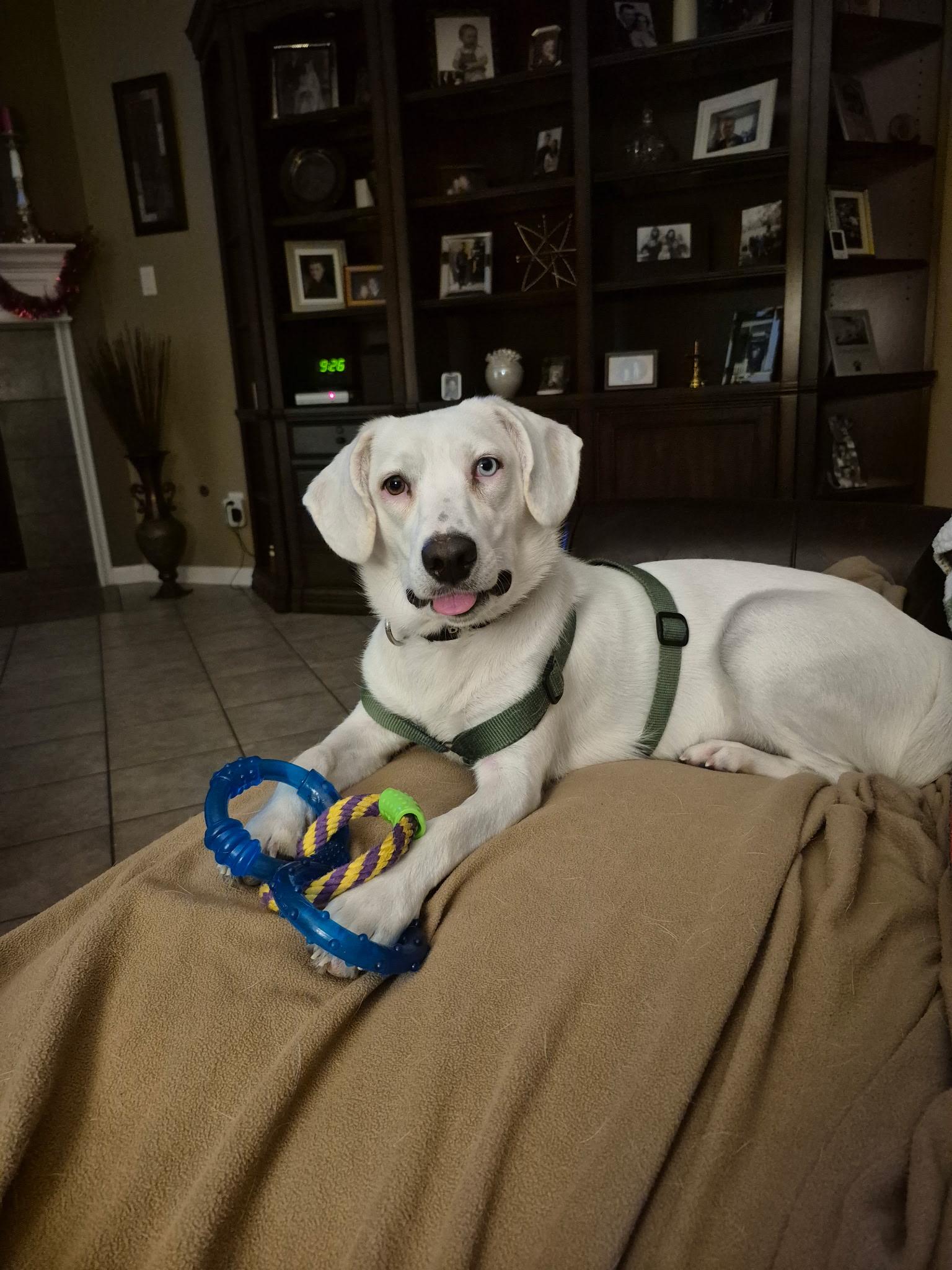 Pearl, an adopted mixed breed in Richmond, TX image 2/6