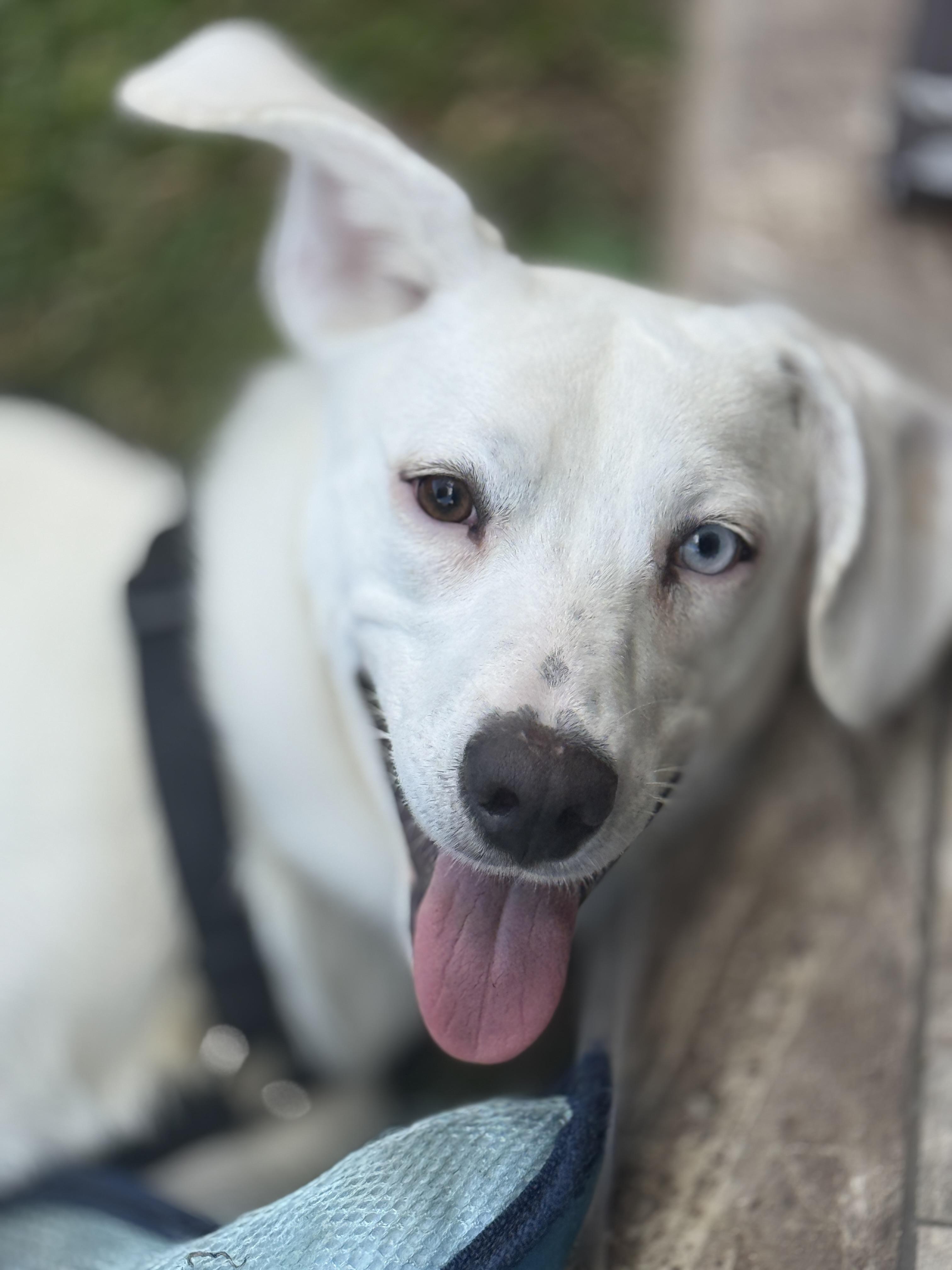Pearl, adopted, Young Female Labrador Retriever.