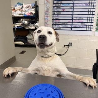 Amsterdam- Project Homebound, a ADOPTABLE Mixed Breed in Athens, GA image 3/5