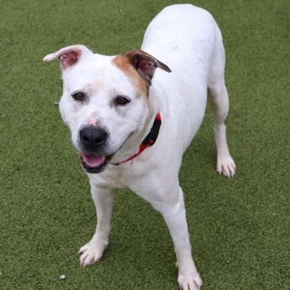 Amsterdam- Project Homebound, a ADOPTABLE Mixed Breed in Athens, GA image 4/5
