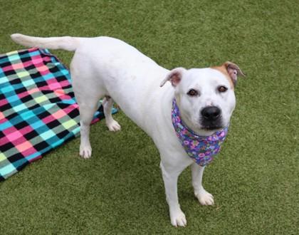 Amsterdam- Project Homebound, a ADOPTABLE Mixed Breed in Athens, GA image 5/5
