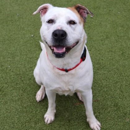 Amsterdam- Project Homebound, a ADOPTABLE Mixed Breed in Athens, GA image 2/5