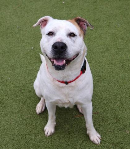 Amsterdam- Project Homebound, ADOPTABLE, Adult Female Mixed Breed.