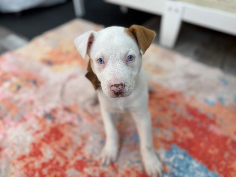 Snow White — thumbnail 2