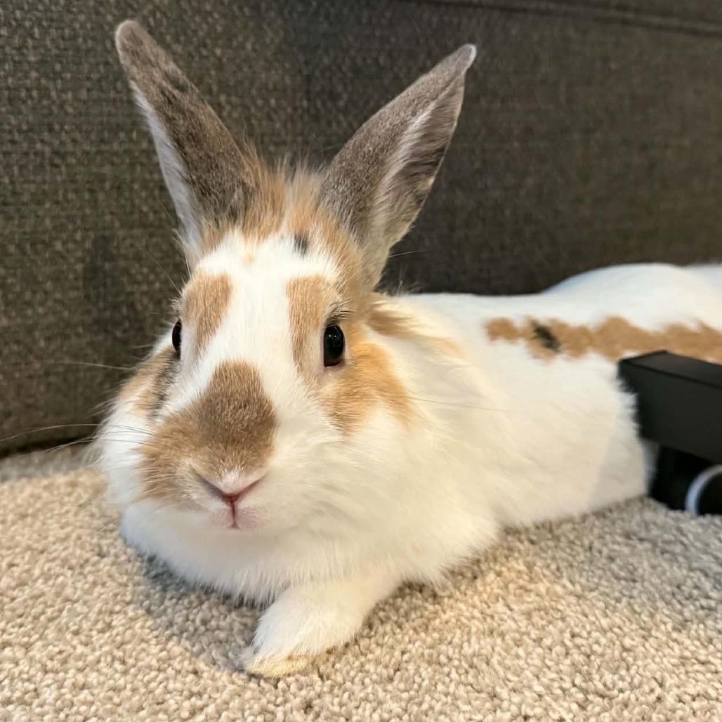 Enlarge Marshall, a Adoptable Bunny Rabbit in West Olive, MI image 6/6