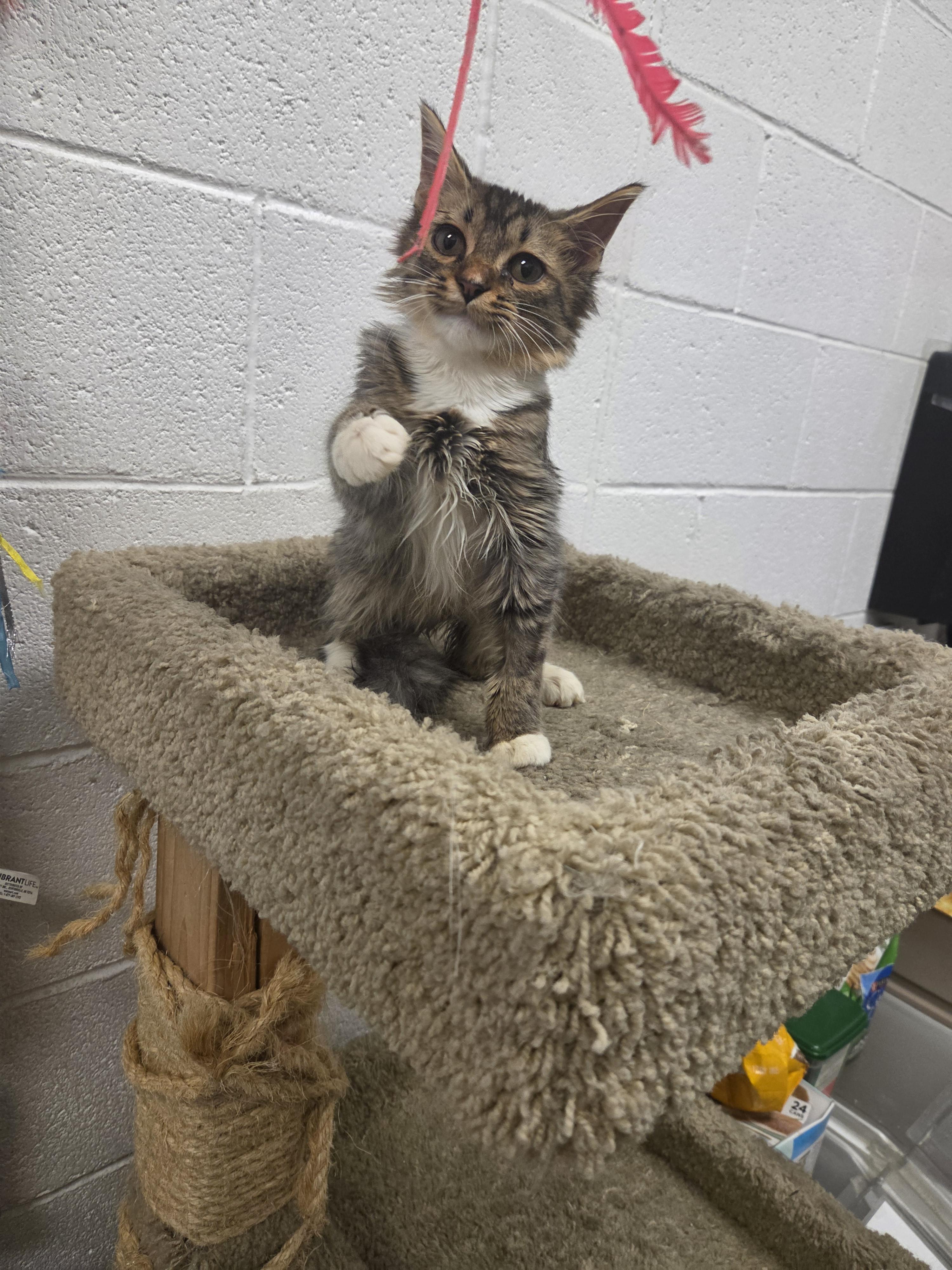 Jimothy, Adoptable, Kitten Male Domestic Long Hair.