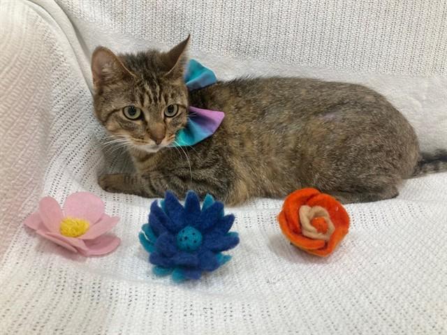 Enlarge THEO, a Adoptable Domestic Short Hair in Upper Marlboro, MD image 1/1