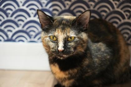 Sesame photo 1