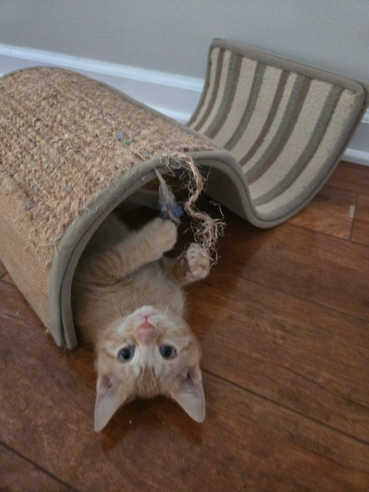 Faith, a ADOPTABLE Domestic Short Hair in Indianapolis, IN image 2/3