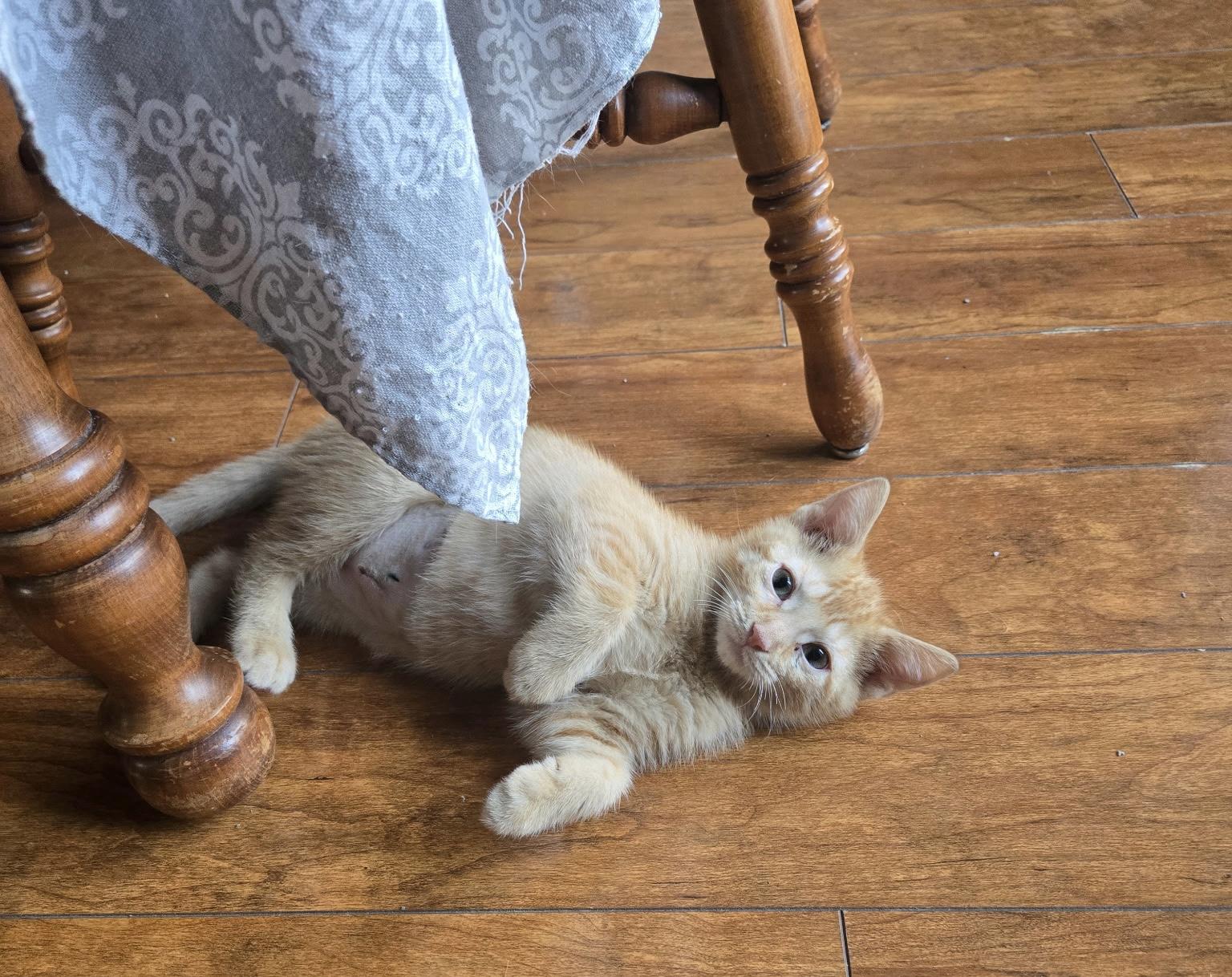 Faith, a ADOPTABLE Domestic Short Hair in Indianapolis, IN image 3/3