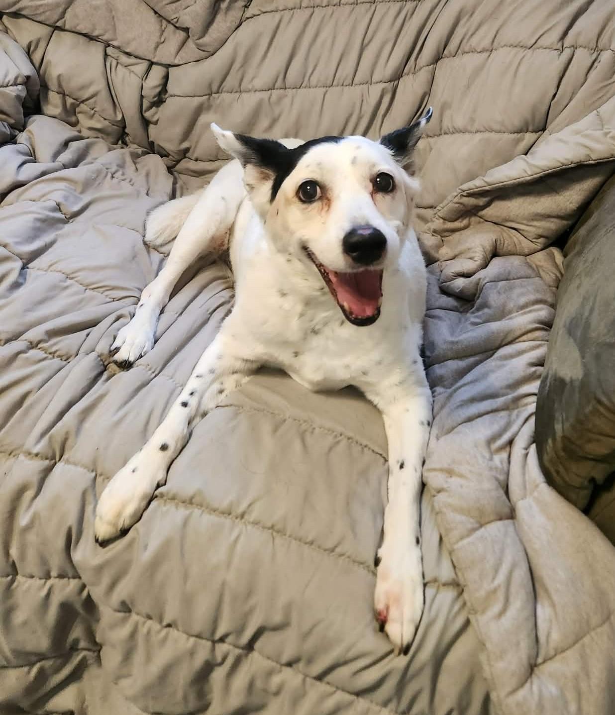 Snowball, ADOPTABLE, Senior Female Cattle Dog & Beagle.