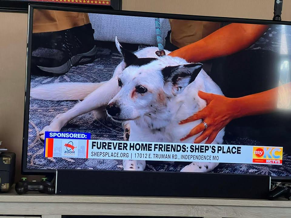 Enlarge Snowball, a ADOPTABLE mixed breed in Independence, MO image 4/5