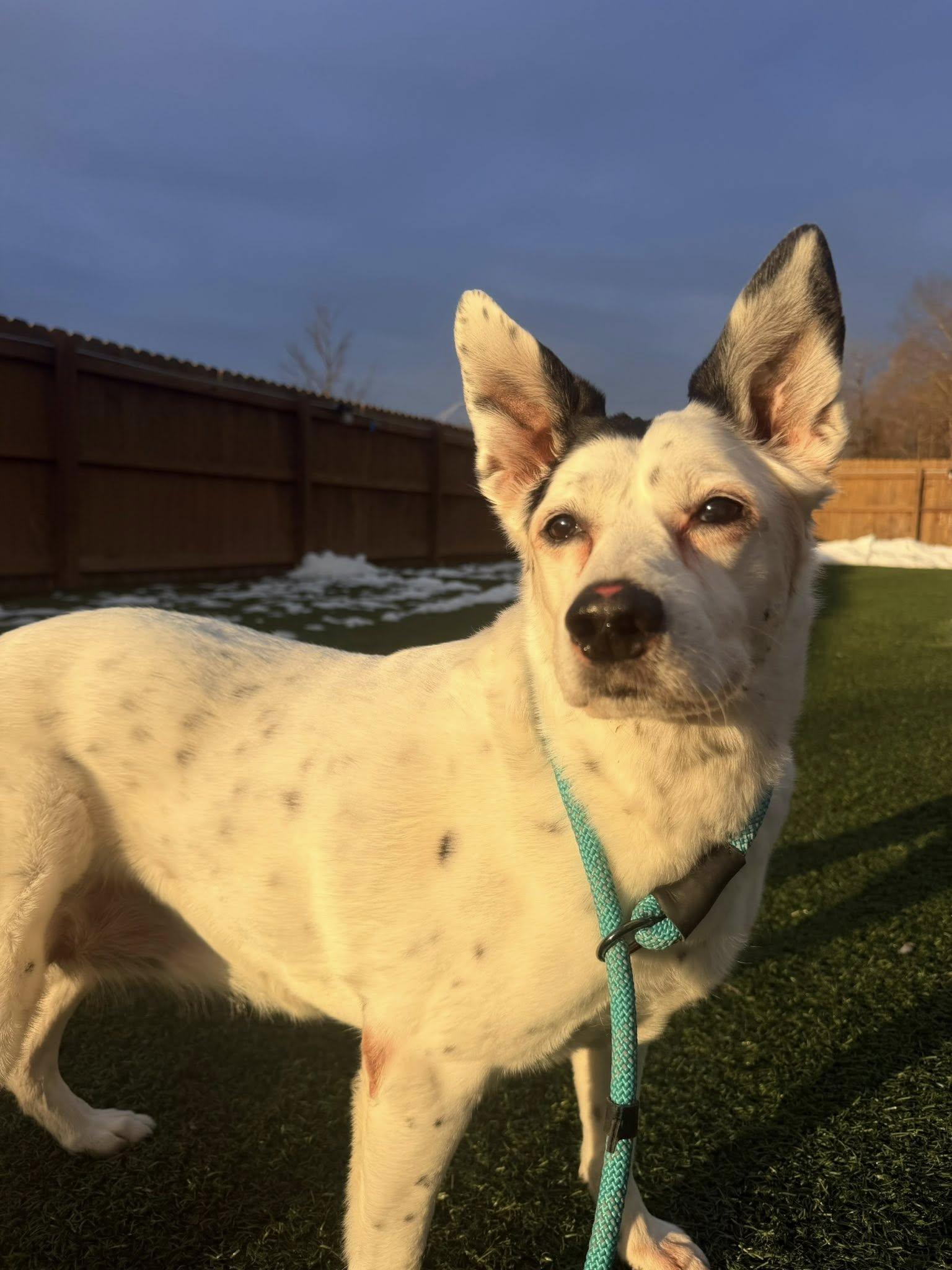 Enlarge Snowball, a ADOPTABLE mixed breed in Independence, MO image 2/5