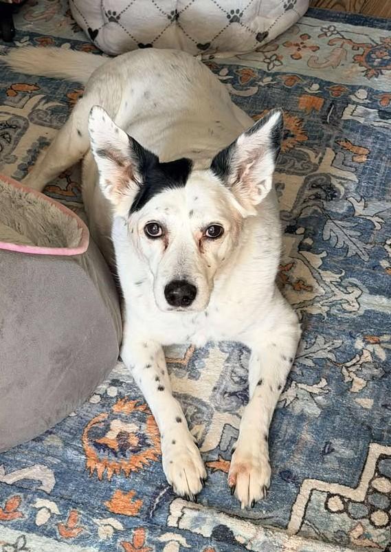 Enlarge Snowball, a ADOPTABLE mixed breed in Independence, MO image 3/5