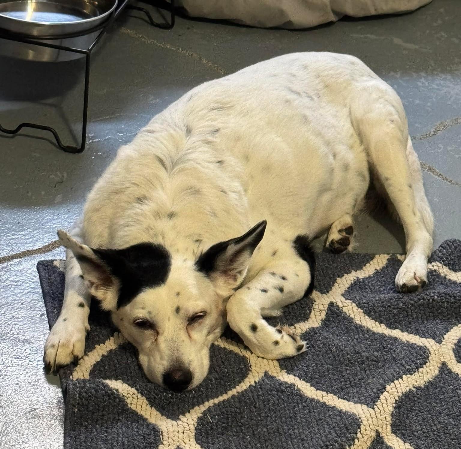 Enlarge Snowball, a ADOPTABLE mixed breed in Independence, MO image 5/5