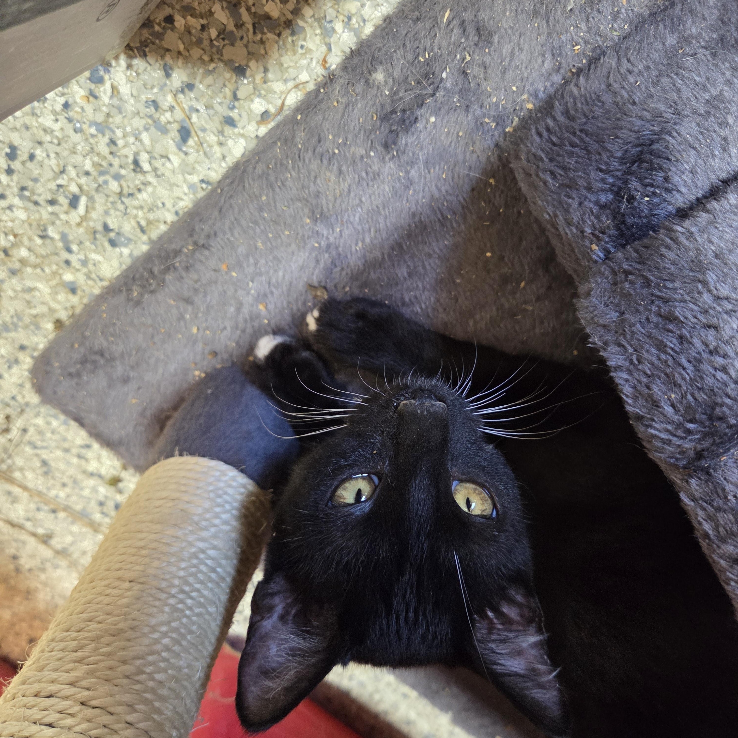 Enlarge Cleo, a Adoptable Domestic Short Hair in Columbia, MO image 5/6