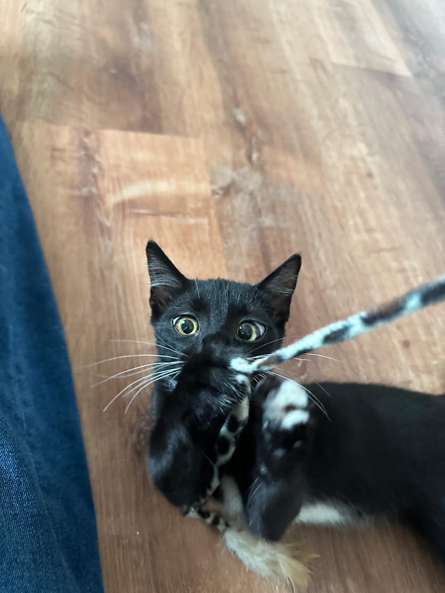 Enlarge Cleo, a Adoptable Domestic Short Hair in Columbia, MO image 3/3