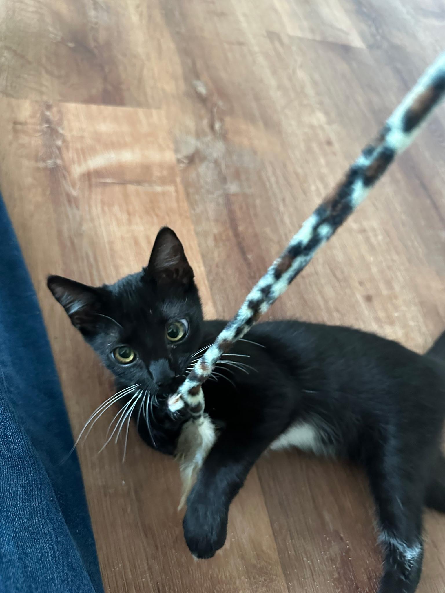 Enlarge Cleo, a Adoptable Domestic Short Hair in Columbia, MO image 2/3