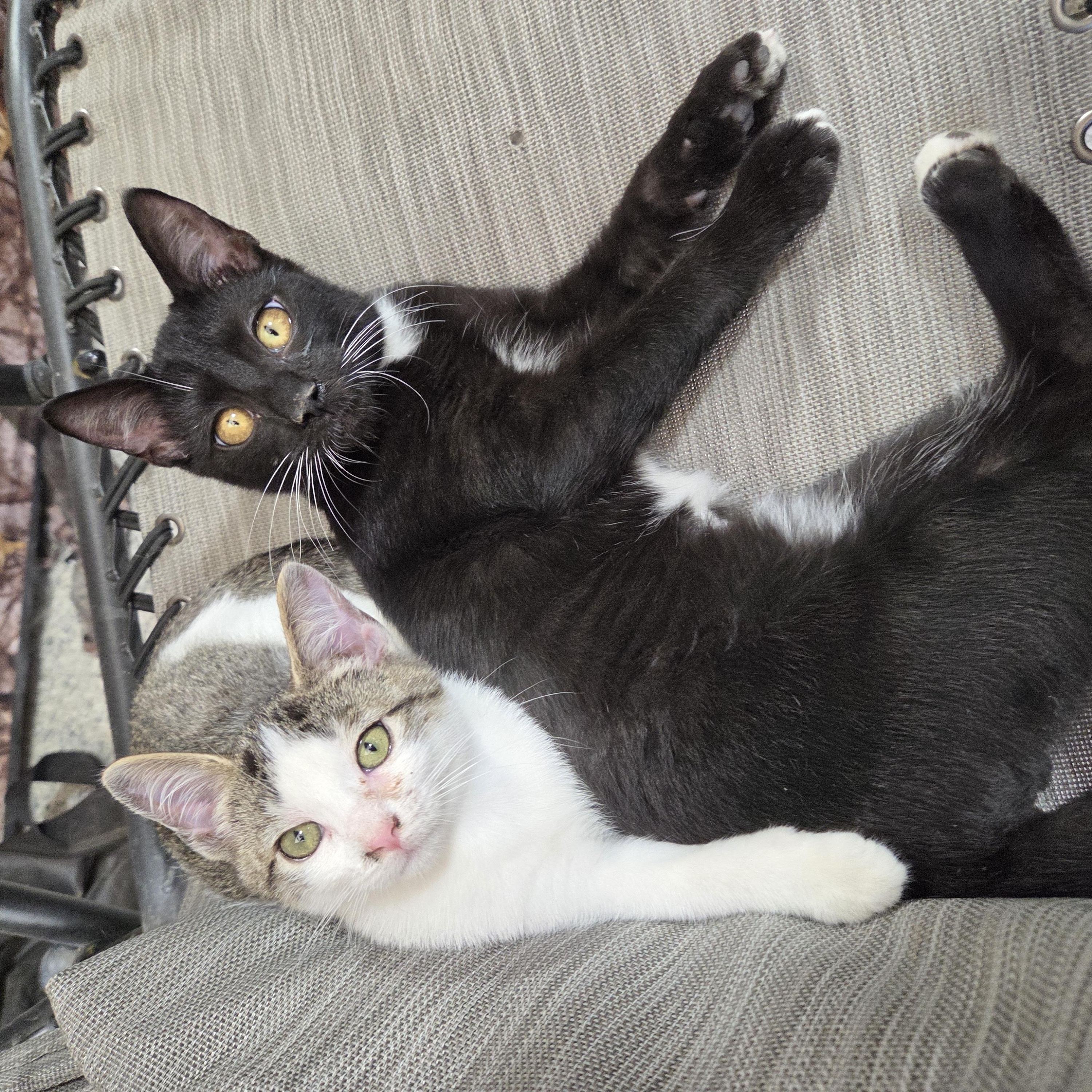 Enlarge Cleo, a Adoptable Domestic Short Hair in Columbia, MO image 6/6