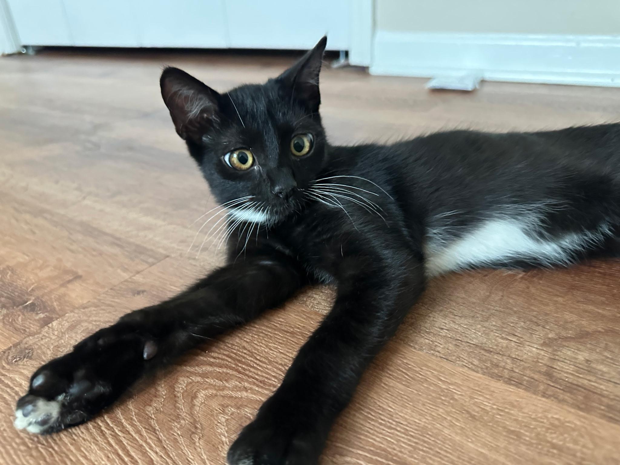 Cleo, Adoptable, Young Male Domestic Short Hair.