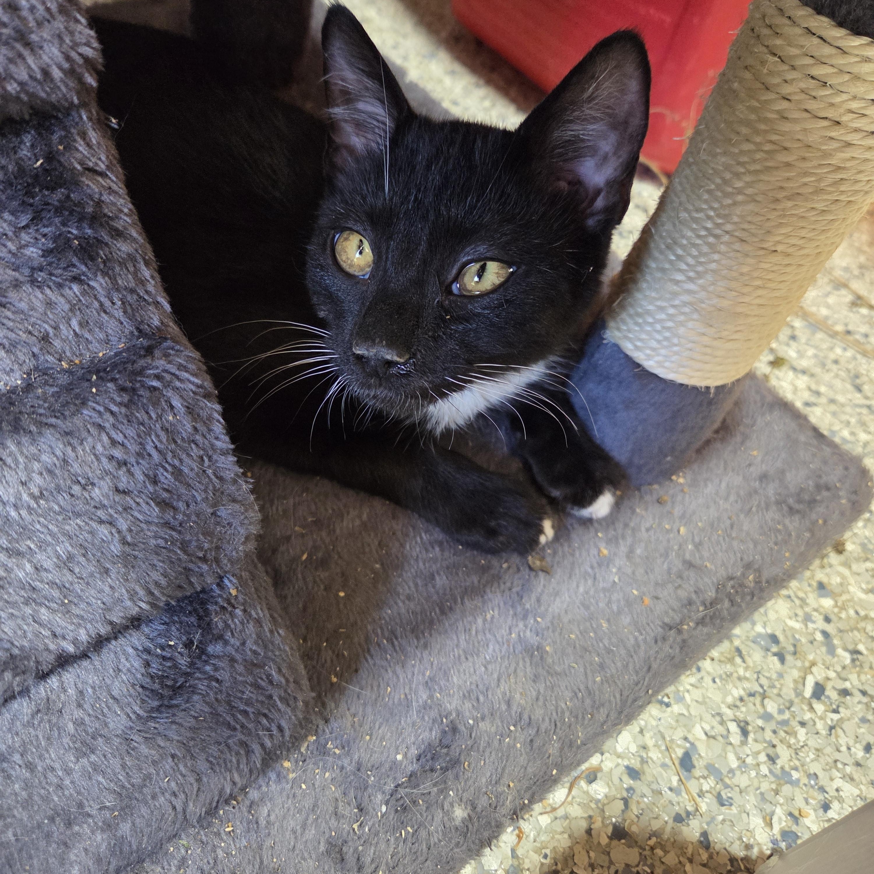 Cleo, Adoptable, Young Male Domestic Short Hair.