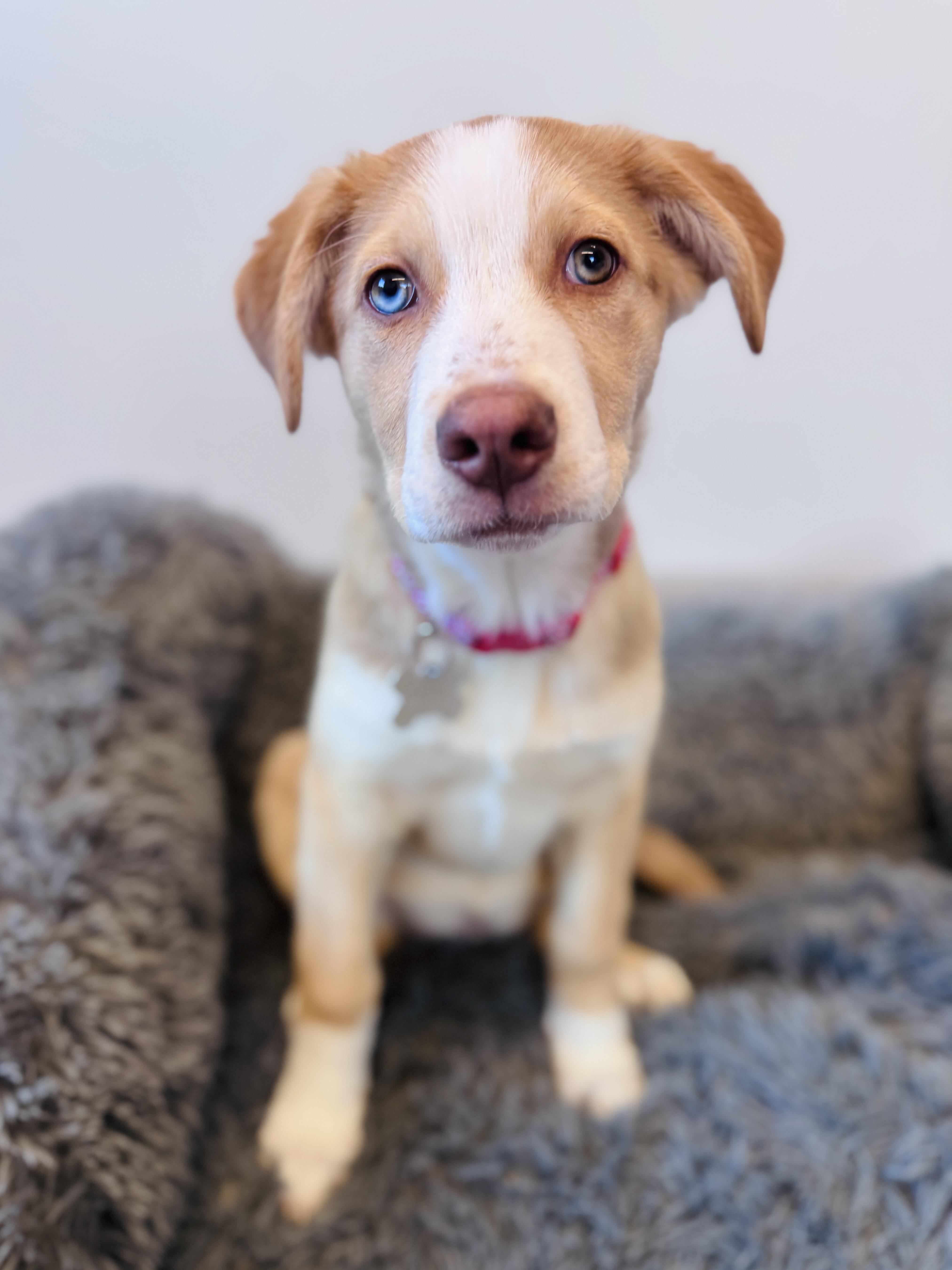 Enlarge Juneau, an adoptable mixed breed in Palatine, IL image 5/6
