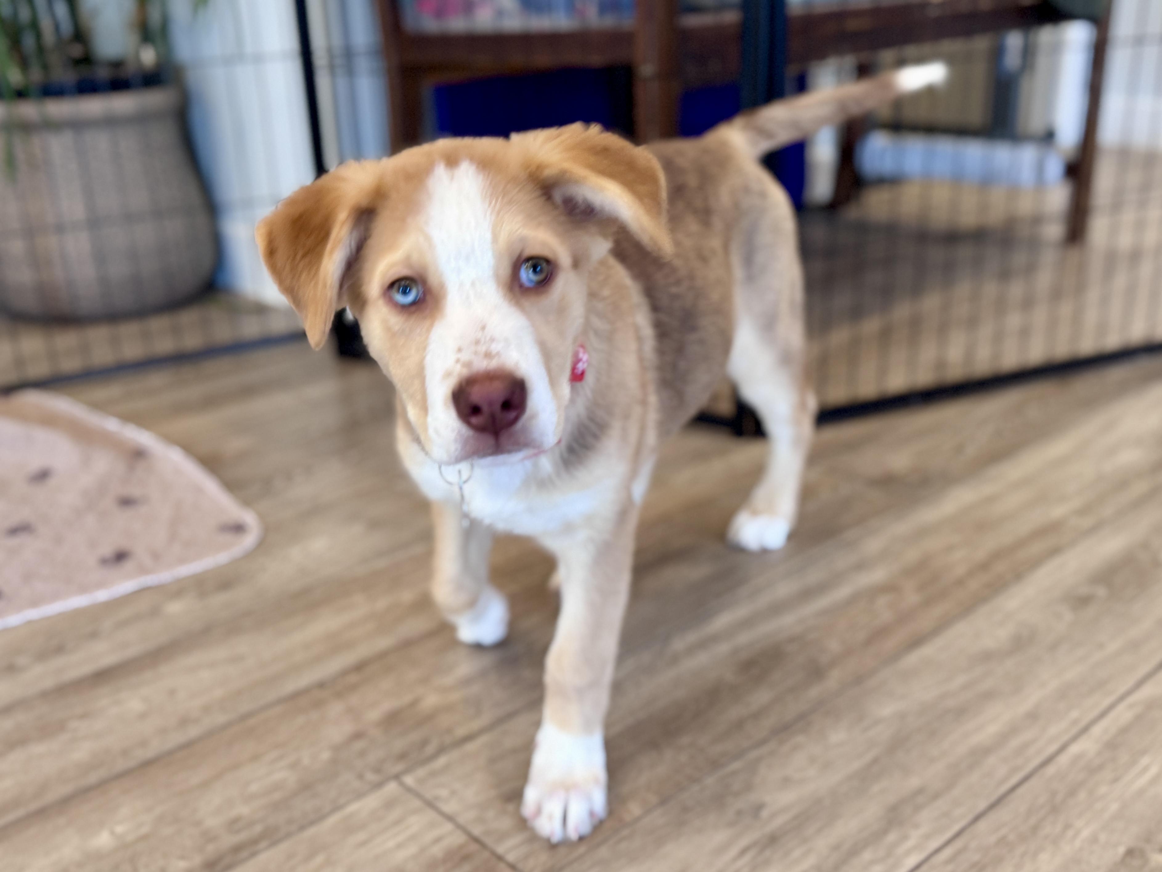 Enlarge Juneau, an adoptable mixed breed in Palatine, IL image 3/6