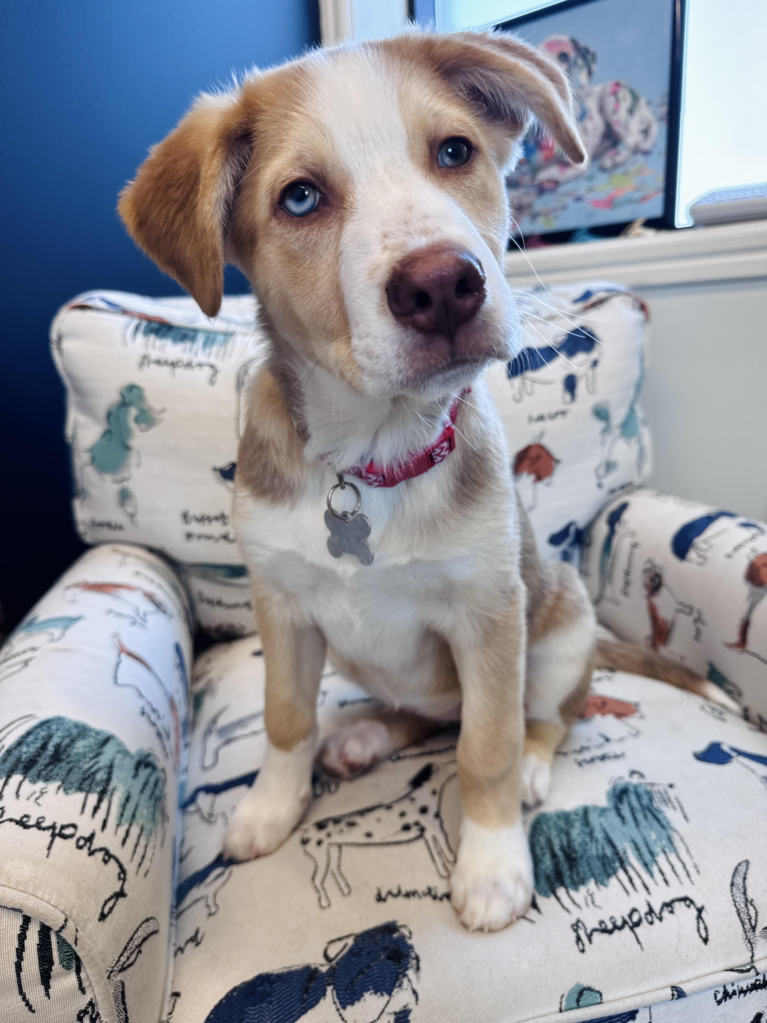 Enlarge Juneau, an adoptable mixed breed in Palatine, IL image 4/6