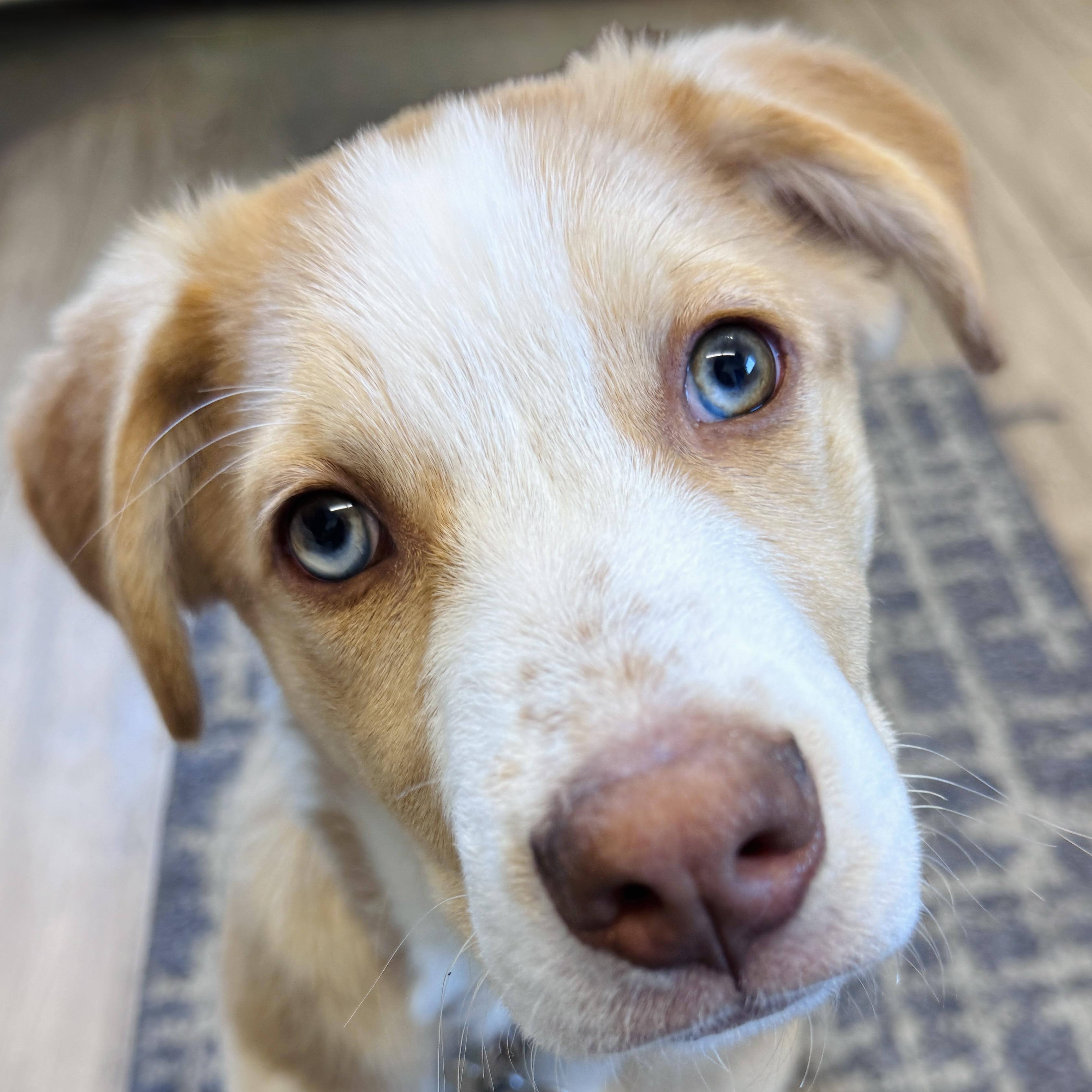 Enlarge Juneau, an adoptable mixed breed in Palatine, IL image 1/6