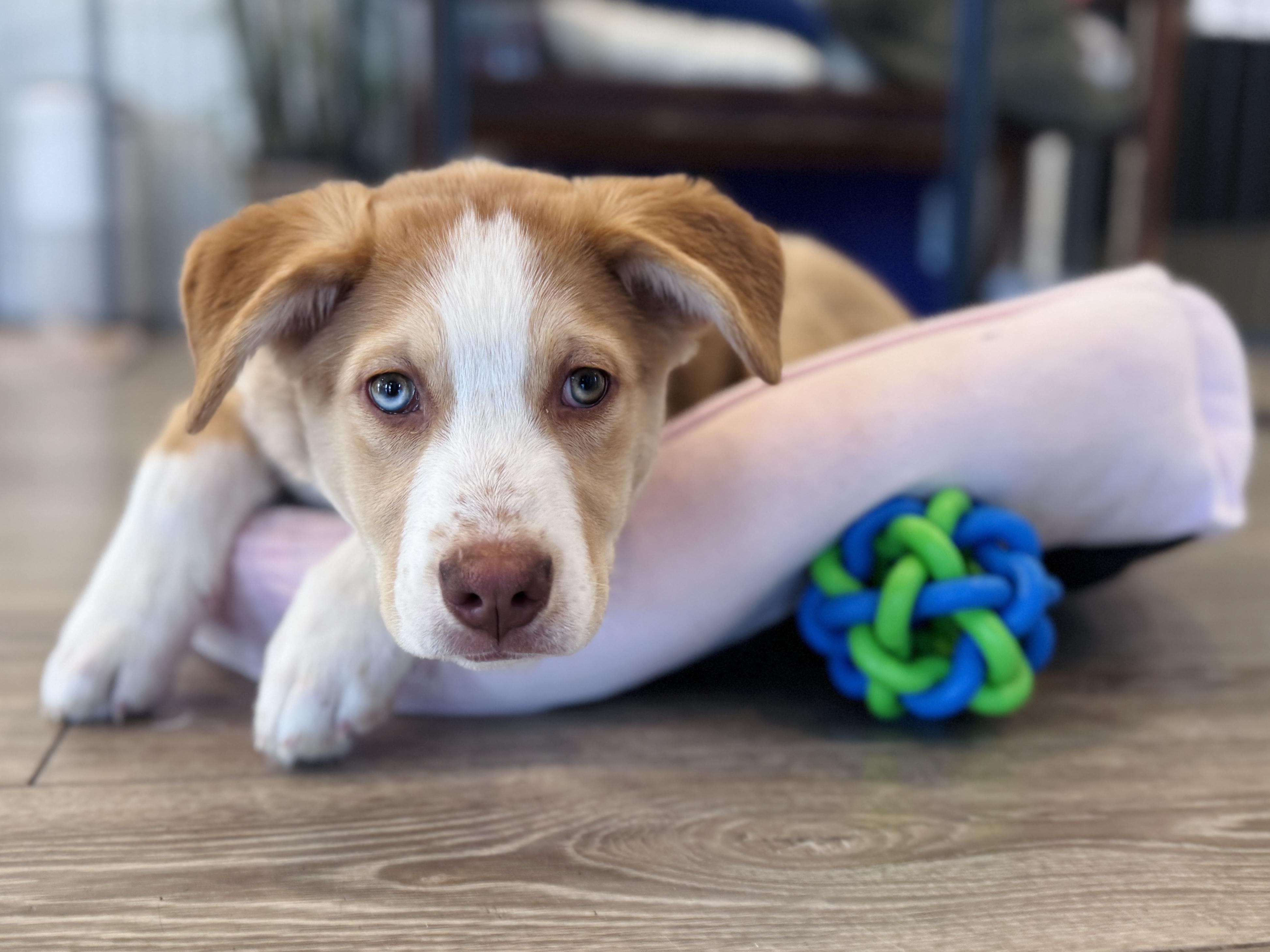 Enlarge Juneau, an adoptable mixed breed in Palatine, IL image 6/6
