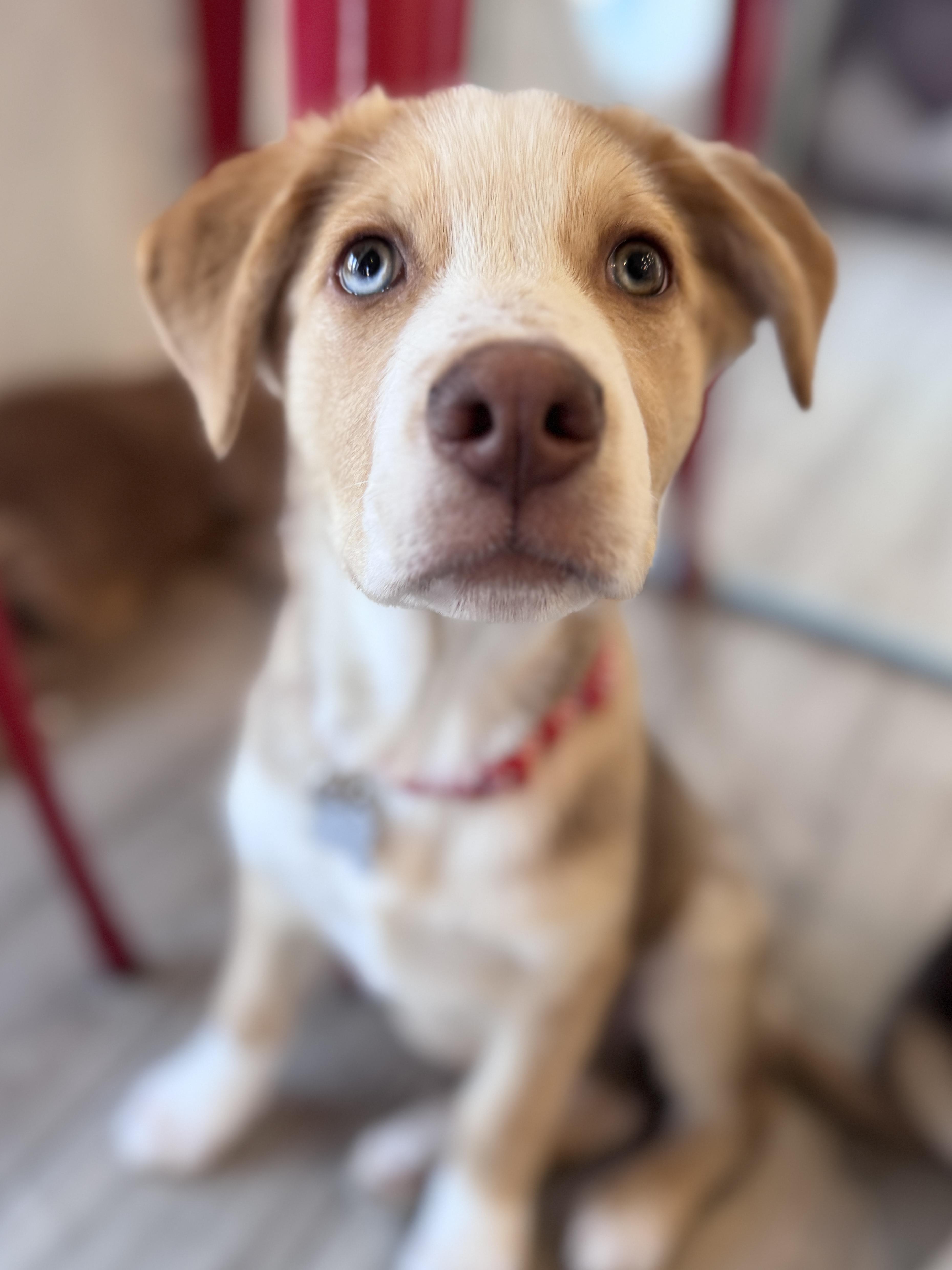 Enlarge Juneau, an adoptable mixed breed in Palatine, IL image 2/6