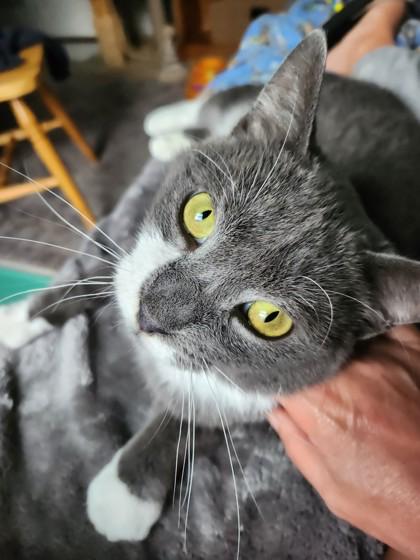 Enlarge Tokyo in Maine, a ADOPTABLE mixed breed in Cumberland, ME image 1/3