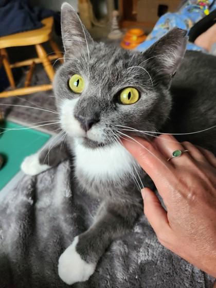 Enlarge Tokyo in Maine, a ADOPTABLE mixed breed in Cumberland, ME image 3/3