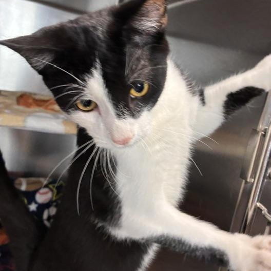 Enlarge Chunky, a Adopted Domestic Short Hair in Stanhope, NJ image 2/6