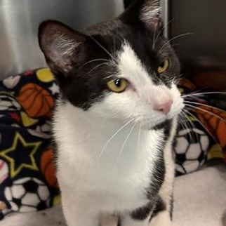 Enlarge Chunky, a Adopted Domestic Short Hair in Stanhope, NJ image 3/6