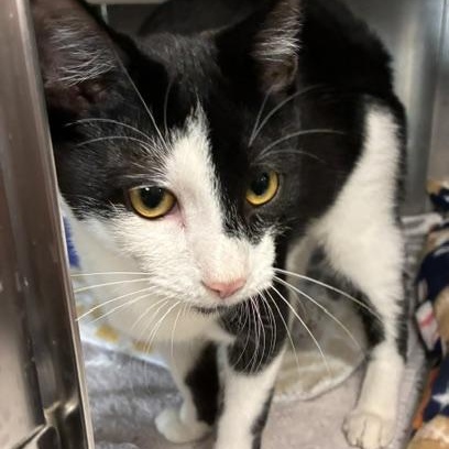 Enlarge Chunky, a Adopted Domestic Short Hair in Stanhope, NJ image 4/6