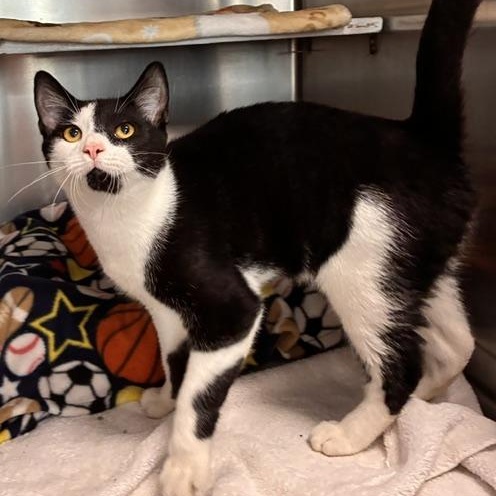 Enlarge Chunky, a Adopted Domestic Short Hair in Stanhope, NJ image 1/6