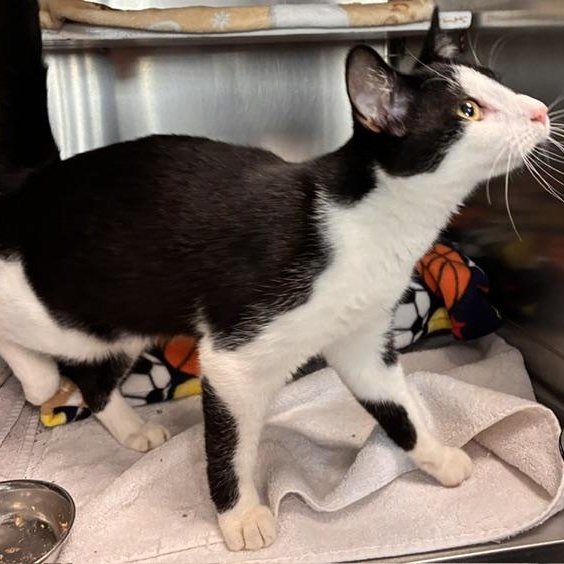 Enlarge Chunky, a Adopted Domestic Short Hair in Stanhope, NJ image 6/6