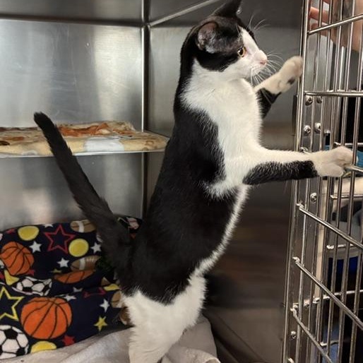 Enlarge Chunky, a Adopted Domestic Short Hair in Stanhope, NJ image 5/6