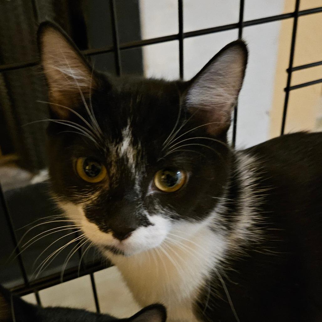 Enlarge Willie, a Adoptable Domestic Short Hair in Las Vegas, NV image 1/1