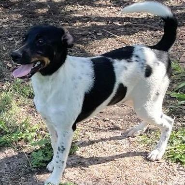 Lugh, Adoptable, Young Male Terrier.