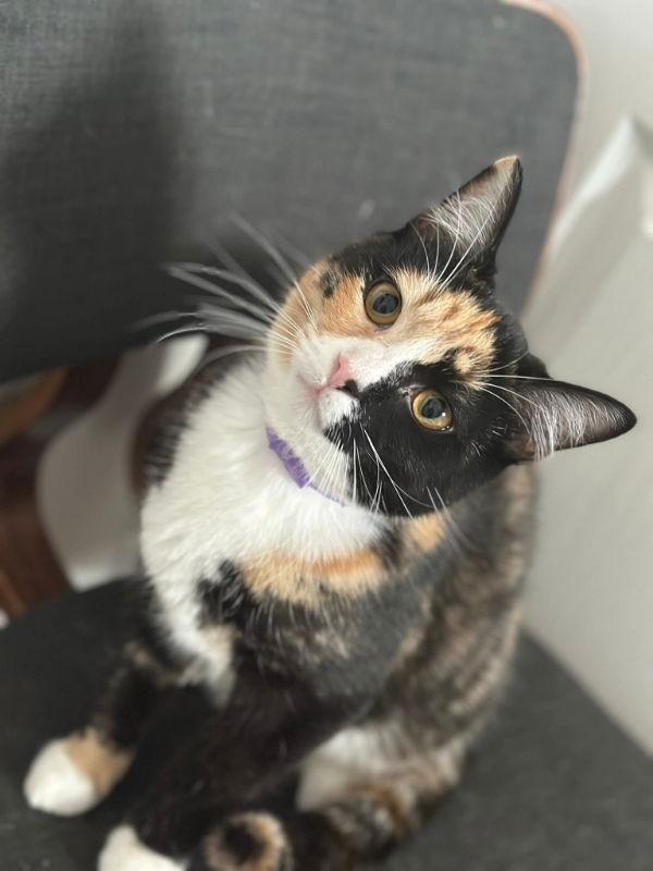 Enlarge Cookie, a Adoptable Calico in Knoxville, TN image 1/3