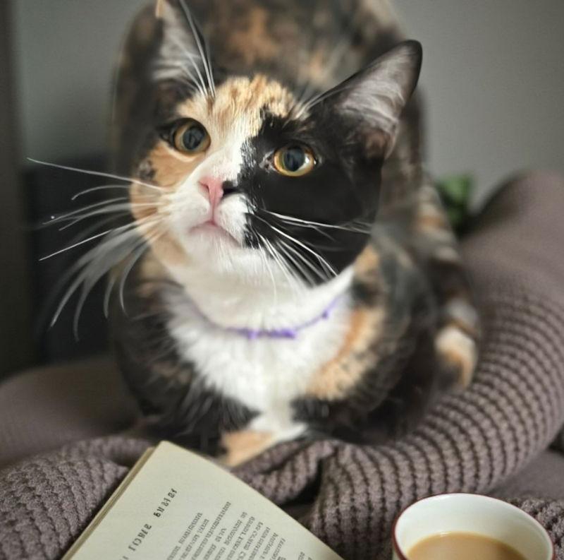 Enlarge Cookie, a Adoptable Calico in Knoxville, TN image 2/3