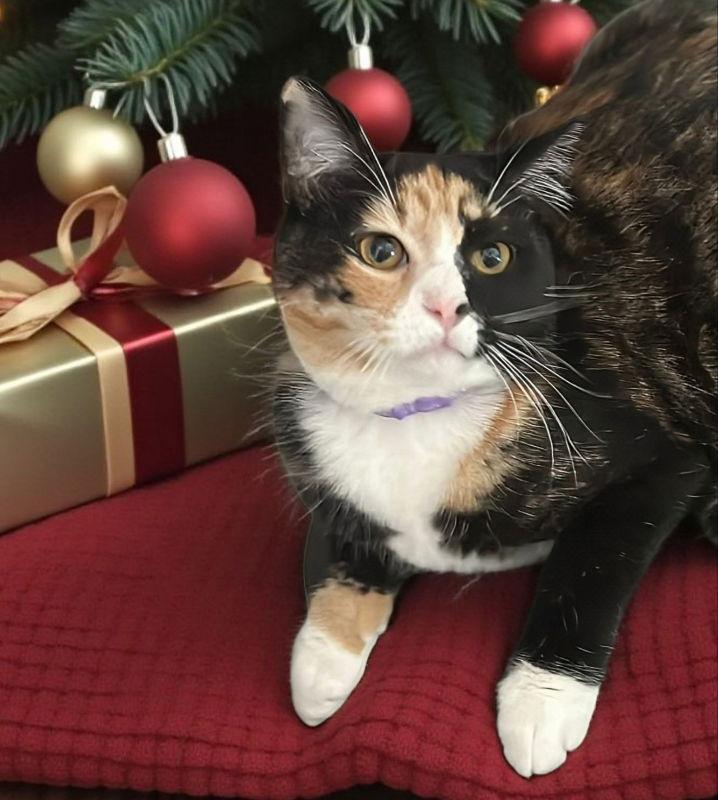 Enlarge Cookie, a Adoptable Calico in Knoxville, TN image 3/3